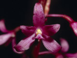 The Deep Pink Petals of the Wildflower Native Hyacinth Orchid, Australia Photographie par Jason Edwards