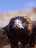The Intense Glare of a Black Breasted Buzzard, Australia Photographie par Jason Edwards
