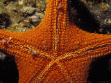 The Underside Texture Detail of a Sea Star, Asterodiscides Truncatus, Australia Photographie par Jason Edwards