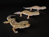 Three Female Leopard Geckos at the Zoo, Sunset Zoo, Kansas Photographie par Joel Sartore