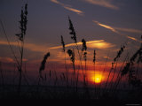 Sea Oats Blow in the Breeze as the Sun Sets over the Gulf of Mexico, Holmes Beach, Florida Photographic Print by Stacy Gold