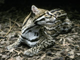 Secretive Ocelot Rests in the Understorey on Forest Leaf Litter, Melbourne Zoo, Australia Photographic Print by Jason Edwards