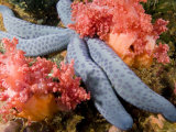 Sea Star with Pink Soft Corals, Malapascua Island, Philippines Photographic Print by Tim Laman