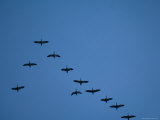 Snow Geese Migrating South for the Winter near Middlebury, Vt Photographic Print by Joel Sartore