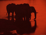 The Silhouettes of African Elephants at a Waterhole after Sunset Photographie par Jason Edwards