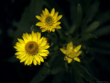The Delicate Yellow Petals of the Paper Daisy, Bracteantha Bracteata, Australia Photographie par Jason Edwards
