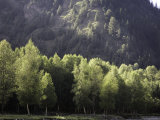 Sunlit Trees with Mountain Background in Qilian Mountains, China Photographie par David Evans