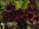 Tropical Pitcher Plant Sarracemia Hybrid a Carnivorous Insect Feeder, Australia Photographie par Jason Edwards