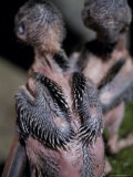 The New Flight Feathers of a 15 Day Old Blue-Winged Kookaburra Chick, Melbourne Zoo, Australia Photographie par Jason Edwards