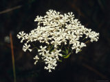 The Delicate White Flowers of Cone Seed, Also Known as Smoke Bush, Australia Photographie par Jason Edwards