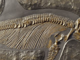 The Ribs and Spine of Ichthyosaur Fossil Stenopterygius Quadriscissus, Australia Photographie par Jason Edwards
