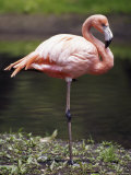 Statuesque Greater Flamingo Poised on One Leg, Bronx Zoo, New York Photographic Print by Jason Edwards
