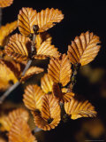 The Golden Autumn Colors of the Deciduous Beech Tree, Fagus Tree, Australia Photographie par Jason Edwards