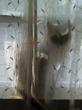 Silhouette of Orange Tabby Cat Sitting on a Windowsill Behind Curtain, Groton, Connecticut Lámina fotográfica por Todd Gipstein