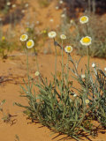 The Poached Egg Daisy Emerges from Red Desert Sands, Australia Photographic Print by Jason Edwards