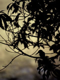 The Silhouette of a Kingfisher Roosting in a Tree at Sunset Photographic Print by Jason Edwards