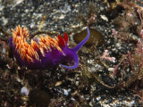 Spanish Shawl, Falbellinopsis Iodinea Nudibranch Seaslug, California Photographic Print