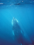 Southern Humpback Whale Calf Underwater Surfacing to Breathe, Australia Photographic Print by Jason Edwards
