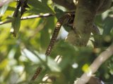 The Tail of a Ratsnake Disappears as It Climbs into a Forest Canopy Photographie par Jason Edwards