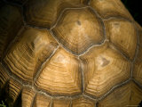 Tortoise Shell at the Lincoln Children's Zoo, Nebraska Photographic Print by Joel Sartore