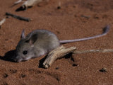 Timid Nocturnal Spinifex Hopping Mouse Rests on a Red Sand Dune, Australia Photographie par Jason Edwards