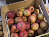 These Freshly Picked Apples Will Soon Be Delicious Caramel Apples Photographic Print by Stacy Gold