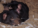 Tasmanian Devils Rest in a Hollow Log with Feathers Left from a Meal, Australia Photographie par Jason Edwards