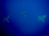 Three Spotted Eagle Rays, Fatu Hiva Island, French Polynesia Photographic Print by Tim Laman