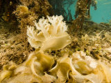 Upsidedown Jellyfish in Mangrove Lagoon near Red Mangrove Tree Roots, Belize Photographic Print by Tim Laman