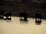 Silhouettes of Cape Buffalo Drink at a Waterhole Reflecting the Sunset Photographic Print by Jason Edwards