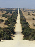 Tree Lined Straight Dirt Road Running Through Farmland, Coorong National Park, Australia Photographie par Jason Edwards