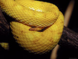 Tightly Coiled Eyelash Viper, Bothrops Schlegeli with Bright Scales, Melbourne Zoo, Australia Photographie par Jason Edwards