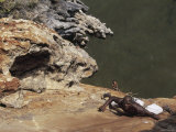 Trevor Massiah Climbing at Oceans Edge Photographic Print by Dawn Kish