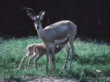 Slender Horn Gazelle with Two Caves in a Zoo Fotografisk trykk av Ira Block