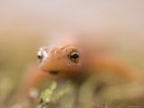 Striped Newt from the Omaha Zoo, Nebraska Photographic Print by Joel Sartore