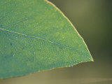 The Backlit Detail of a Eucalypt Gum Leaf and Delicate Veins, Bunyip State Forest, Australia Photographie par Jason Edwards