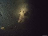 Southern Elephant Seal's Face Emerging from Shadows Underwater, Australia Photographic Print by Jason Edwards