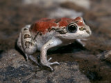 Spotted Grass Frog in its Red Color Phase Sun Basks on a Rock, Australia Photographie par Jason Edwards