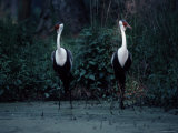 Two Wattled Cranes Standing in a Marshy Habitat Photographic Print by Ira Block