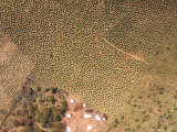 Sorghum Plots, Chad Photographic Print by Michael Fay