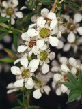 The Delicate White Flowers of the Manuka, Leptospermum Scoparium, Australia Photographie par Jason Edwards