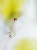 The Pistol of a White and Yellow Rhododendron Flower, Jamieson, Australia Photographie par Jason Edwards