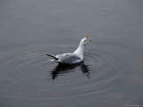 Seagull with Open Beak Floating on the Water, Stonington, Connecticut Photographic Print by Todd Gipstein