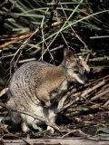 Tammar Wallaby with Ears Alert Browsing for Food Among the Grasses, Australia Photographie par Jason Edwards