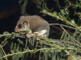 Tiny Feathertail Glider Climbing on a Branch at Night, Australia Photographie par Jason Edwards