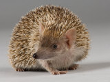 Tenrec from the Lincoln Children's Zoo, Nebraska Photographic Print by Joel Sartore