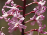 The Delicate Vivid Pink Flowers of the Spotted Hyacinth Orchid, Yellingbo Nature Reserve, Australia Photographie par Jason Edwards