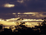 The Silhouette of Eucalypt Gum Trees against a Golden Sunset, Australia Photographie par Jason Edwards