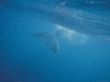 Southern Humpback Whale Calf's Tail Flukes Underwater, near Surface, Australia Photographic Print by Jason Edwards