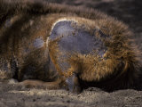 The Haunch of a Sambar Deer, with Moulting Fur Exposing its Hide Photographie par Jason Edwards